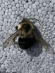 Bombus impatiens