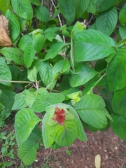 Mussaenda erythrophylla
