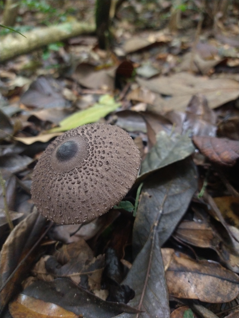 Macrolepiota pulchella