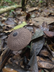 Macrolepiota pulchella