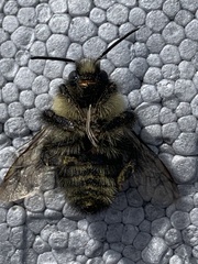 Bombus impatiens