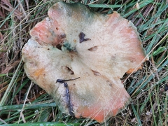 Lactarius sanguifluus