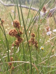 Cyperus durus