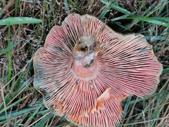 Lactarius sanguifluus