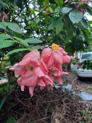 Mussaenda philippica