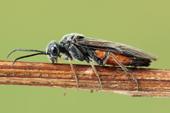 Dolerus junci