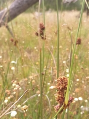Cyperus durus
