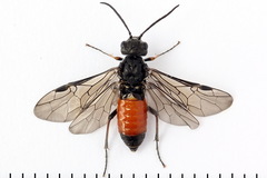 Dolerus junci