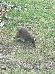 Isoodon obesulus obesulus