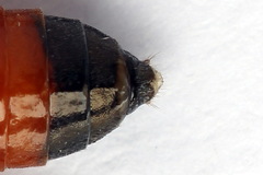 Dolerus junci