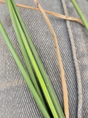 Cyperus durus