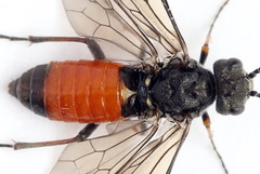 Dolerus junci