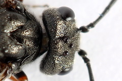 Dolerus junci