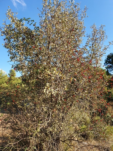 Crataegus azarolus image