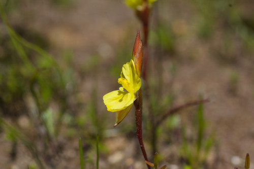 Philydrella pygmaea (Philydrella pygmaea)