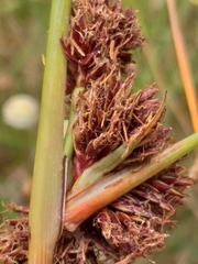 Cyperus durus