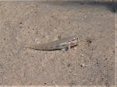 Gnatholepis cauerensis