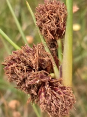 Cyperus durus