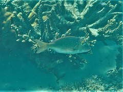 Lethrinus atkinsoni