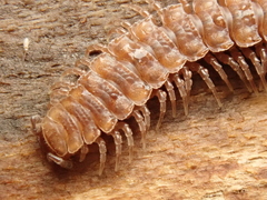 Polydesmus complanatus