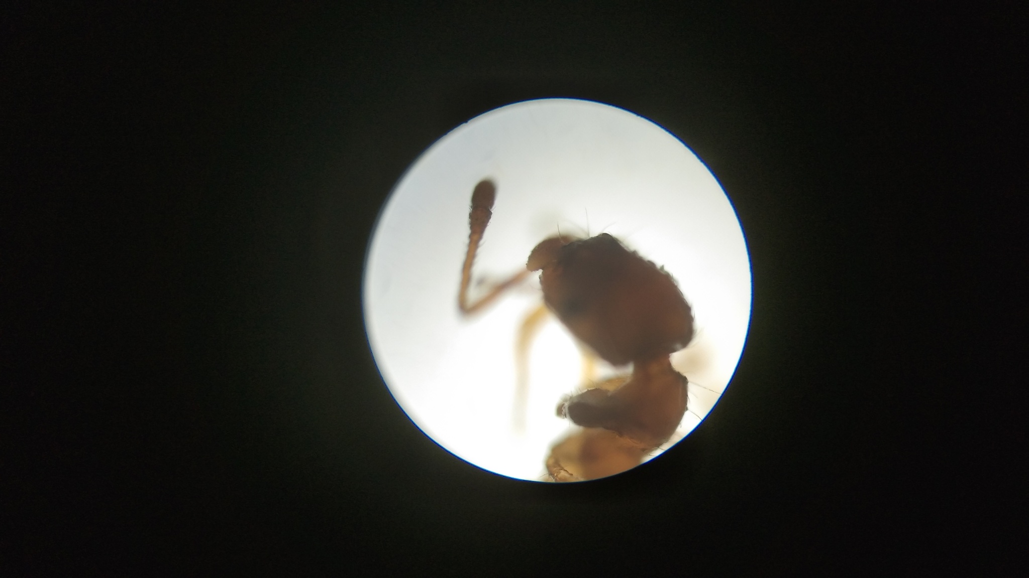 Erromyrma latinodis