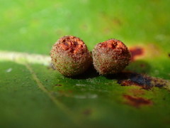 Atrusca carolina