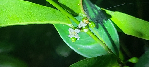 Image of Cassipourea elliptica by (c) ritirene, some rights reserved (CC BY)