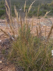 Pentameris eriostoma