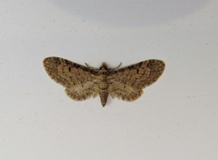 Eupithecia ultimaria