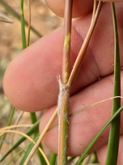 Pentameris eriostoma