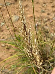 Pentameris eriostoma