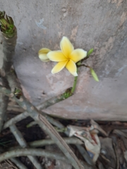 Plumeria obtusa