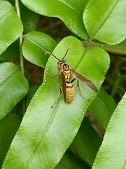 Polistes japonicus