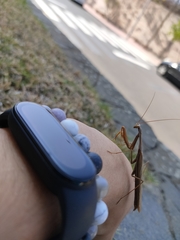Mantis religiosa