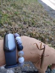 Mantis religiosa