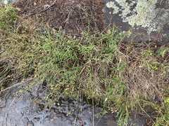 Eurybia surculosa