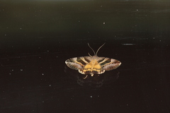Grammodes