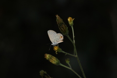 Eicochrysops messapus