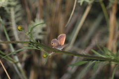 Eicochrysops messapus