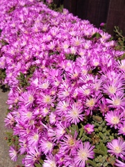 Delosperma cooperi