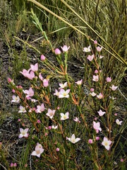 Boronia deanei