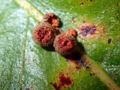 Atrusca carolina