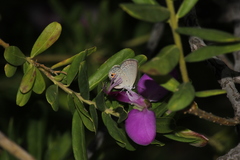 Eicochrysops messapus