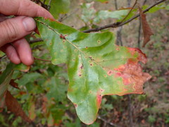 Atrusca carolina