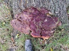 Ganoderma resinaceum