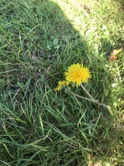 Taraxacum