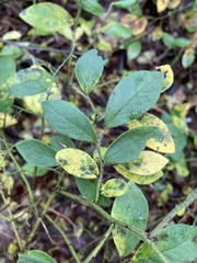 Vaccinium hirsutum