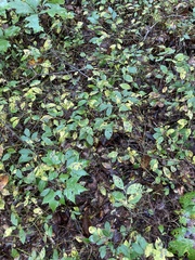 Vaccinium hirsutum
