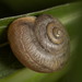 Asian Tramp Snail - Photo (c) portioid, some rights reserved (CC BY-SA), uploaded by portioid