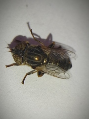 Eristalinus aeneus